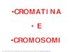 CROMATINA E CROMOSOMI - bgbunict.it MEDICINA/3 Cromatina_Cromosomi... · due coppie di 23 Cromosomi di cui 22 Autosomi e 1 di Cromosomi sessuali (cellule diploidi). Unica eccezione