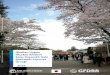 World Bank Documentdocuments.worldbank.org/curated/en/...2016 Okulları Uygun Ölçekte Afetlere Karşı Dayanıklı Hale Getirmek: Japonya Örneği 1 Public Disclosure Authorized