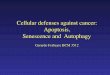 Cellular defenses against cancer: Apoptosis, Senescence ...mapageweb.umontreal.ca/ferbeyre/files/lectures/2-Anticancer defenses.pdf · Apoptosis vs. necrosis • Programmed • Regular