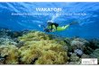 Wakatobi - .3 WAKATOBI ATTRACTION Snorkeling, diving, visit the Bajau Tribe . Wakatobi has a loyal