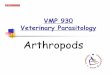 VMP 930 Veterinary Parasitology · Sarcoptes scabiei- scabies mite (dogs, pigs, man, sheep, goats, cattle, horses) – different subspecies for various hosts Notoedries cati-cat mange