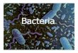 Bacteria - Gwinnett County Public 1].pdf2 Domains of Bacteria Archaea Bacteria Domain (Ancient Bacteria)