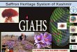 filepampore saffron heritage site of kashmir -india pampur afghanistan pakistan pradesh pampore badra legend state lanka