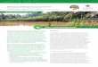 Peat Land Management - MCA .Peat Land Management Peat lands possess one of the largest terrestrial