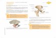 Arbeitsblatt • Anatomie und Physiologie Glenke e Hüftgelenk · femoris, Femurkopf) des Oberschenkelknochens (Os femoris, Femur). Er ist über den Schenkelhals (Collum femoris)