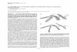 Leaffolding in asensitive plant: Adefensivethorn-exposure ... · Note.that as a consequence of leaflet folding, there is in-creasedexposureofthornsontherachillae andrachis. ... kia