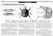 bio-nica.infobio-nica.info/Biblioteca/Maes1995Sitophilus.pdf · La larva se transforma en una pupa blancuzca adentro del gra- no, la pupa se torna café y luego, siempre adentro del