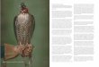 Portraits of famous falcons - Falconry .recognition of Falconry in the Netherlands as a national