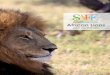 African Lions · 2019-06-10 · 5 Program Goal The African Lion SAFE Program’s goal is to increase the number of African lions in the wild through public engagement and partnering