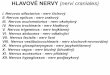 HLAVOVÉ NERVY (nervi craniales) - is.muni.cz · I. Neruvus olfactorius - nerv čichový II. Nervus opticus - nerv zrakový III. Nervus oculomotorius - nerv okohybný IV. Nervus trochlearis