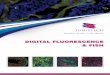 Solution resides in the details - mikroskop.com.pl · Fluorescence is where digital microscopy can truly shine. The quality of your fluorescent digital slides does not deteriorate