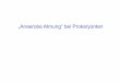 „Anaerobe Atmung“ bei Prokaryonten - Microbiologymikrobiologie.uni-saarland.de/lehre/Vorlesung 5 spez Stoffwechsel 2.pdf · Elektronentransport und Energiekonservierung bei sulfatreduzierenden