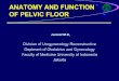 ANATOMY AND FUNCTION OF PELVIC FLOOR - Universitas Indonesiastaff.ui.ac.id/system/files/users/yunizaf/material/pelvicflooranatomy.pdf · ANATOMY AND FUNCTION OF PELVIC FLOOR Division