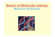 Central Dogma of Molecular Biology - nu.edu.sd · PDF file• 1- Define the central dogma of molecular biology. • 2- Outline the steps of DNA replication. • 3- Outline the steps