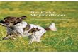 Der Kleine Münsterländer - wildundhund.de · Emmo Schröder Der Kleine Münsterländer Neu bearbeitet von Bernd-Dieter Jesinghausen