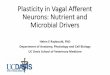 Plasticity in Vagal Afferent Neurons: Nutrient and ... Plasticity in Vagal Afferent Neurons: Nutrient