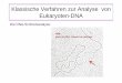Klassische Verfahren zur Analyse von Eukaryoten-DNAmolgen.biologie.uni-mainz.de/Downloads/PDFs/Molekulargenetik der... · Die Funktion von Satelliten DNA ist nur partiell bekannt: