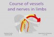 Course of vessels and nerves in limbs - anatomie.lf2.cuni.cz · When the teacher tells the pupil something, they will forget, when he shows them, they will rather remember, but only