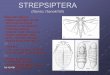 STREPSIPTERA - web.natur.cuni.czweb.natur.cuni.cz/zoologie/entomologie/Navody/SFHH/6_Strepsiptera.pdf · STREPSIPTERA (řásníci, řásnokřídlí) Diferenciální diagnóza - obligátní