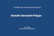 Sessile Serrated Polyps - foreninger/Den norske... · PDF fileThe Sessile Serrated Adenoma Pathway •The rate and incidence of progression of sessile serrated adenoma to carcinoma