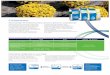 crizanteme - florisol.roflorisol.ro/sites/default/files/Fertilizare ICL crizanteme.pdf · Crizanteme Recomandări de fertilizare pentru cultura în ghivece a crizantemelor Substratul