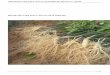 Sâm Hàn Quốc Quy trình kỹ thuật trồng Và Chăm Sóc Cho Chất ...hatgiongmienbac.com/tin-tuc/302-sam-han-quoc-quy-trinh-trong-va-cham... · Trồng cây: Bóc bầu nhẹ
