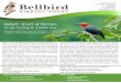 Sabah: Jewel of Borneo - bellbirdtours.com · Sabah: Jewel of Borneo – birding & wildlife tour Tour details Tour starts & finishes: Kota Kinabalu airport, Sabah, Malaysia, a 2.5