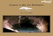 Cave Life in Britain - Freshwater Biological Association Life in Britain.pdf · CAVE LIFE IN BRITAIN. INTRODUCTION. British caves harbour a wealth of enigmatic life adapted to the