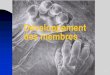 Développement des membres - adoumngar.free.fradoumngar.free.fr/Cours L3/Locomoteur pas sur ENT/Embryo - Membres.pdf · II Embryologie causale 1 Signaux initiaux 2 Les axes de développement