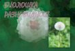 Дефиниција - МЖСПП | moepp.gov.mk · Голосемени растенија (Gymnospermae) 18 - 8 Скриеносемени растенија 3.200 114 408 Dicotyledonae