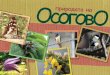 ОсоговОа - mes.org.mk issues/prirodata na osogovo 5.pdf · каде бара инсекти и пајаци за храна. И другите растенија и животни