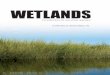 WETLANDS - eweb. · PDF filewhen appraisers encounter wetlands in an assignment, we must first understand what wetlands are and their potential impacts. Defining Wetlands Wetlands