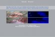 NIR/ICG-FLUORESZENZBILDGEBUNG · PDF file4 NIR/ICG-Fluoreszenzbildgebung bei thorakoskopischer Segmentektomie NIR/ICG-Fluoreszenzbildgebung bei thorakoskopischer Segmentektomie