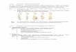 3.2.2. Homologie von Embryonalstadien - RMG-Wikirmg.zum.de/images/1/14/SkriptEvolutionsbelege2.pdf · 3.2.2. Homologie von Embryonalstadien In der Ontogenese (Keimesentwicklung) vieler