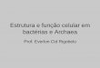 Estrutura e função celular em bactérias e Archaea · Parentesco evolutivo entre e Arqueas e Bactérias • A principal diferença entre bactérias e arqueas – Está na organização