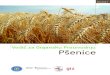 Vodič za Organsku Proizvodnju Pšenice - nsseme.com · 5 1. Uvod Pšenica spada u najznačajnije gajene biljne vrste. U svetskim razmerama, pored pirinča, pšenica se najviše koristi