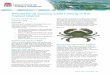 Recreational Crab Fishing in the Tweed district · Recreational Crab Fishing in the Tweed District 3 NSW Department of Primary Industries, September 2016 • A float/buoy to be labelled