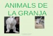 ANIMALS DE LA GRANJA · ELS ANIMALS DE LA GRANJA. Lourdes Martín Herrero CABRA CAVALL GALL GALLINA OCA OVELLA