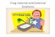 Frog Internal and External Anatomy - hannasd.org and... · Frog Internal and External Anatomy . Terms to know!! •Dorsal—the back or upper surface of an organism •Ventral—the