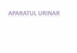 11.Aparatul urinar 2018 site - histology.ro · Rinichiul •Organ parenchimatos •Prezintă la exterior capsula renală –ţesut conjunctiv dens semiordonat; conţine şi miofibroblaste