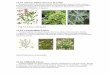 Fig.53 Salvia officinalis - · PDF file3 Fig.57 thymus serpyllum 12.19. Thymi Herba Produsul utilizat este reprezentat de părtile aeriene ale plantei Thymus vulgaris (Lămâioară),