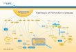 Pathways of Parkinson’s Disease - docs.abcam.com · Genetic Mutation DJ-1 a-synuclein a-synuclein PINK-1 LRRK2 UHCL1 SAT1 (Dorfin) (SIAH) N (Parkin) Tyr143 Ring 1 IBR Ring 2 C O-linked