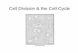 Cell Division & the Cell CycleCell Division & the Cell Cycleinbios21/PDF/Fall2007/Cassimeris_92107.pdf · Cell Division & the Cell CycleCell Division & the Cell Cycle. 1101 x 1014