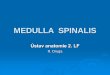 MEDULLA SPINALIS - anatomie.lf2.cuni.czanatomie.lf2.cuni.cz/files/page/files/2017/cns2-micha-druga.pdf · vede bolest, tupou, pomalou, špatně lokalizovanou. Nezkřížená složka