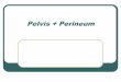 Pelvis + Perineum - anatomy.plcnet.organatomy.plcnet.org/files/Lectures/English_1_2/2018/PelvisPerineum2011.pdf · Ovarian Inferior mesenteric Superior mesenteric Superior rectal