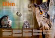Uilen - GaiaZOO · Grote ogen en onzichtbare oren Große Augen und unsichtbare Ohren Um ihre Beute erspähen zu können, haben Greifvögel und Eulen stark angepasste Augen