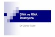 DNA ve RNA - FenceBilim · DNA ve RNA İzolasyonu Dr Gülnur Güler DNA genetik bilgi deposu özellikle inaktif DNA nükleusda çok sıkı paketli çevresel, kimyasal ve fiziksel