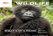 AFRICAN WILDLIFE - awf.org/media/Resources_0... · the first time, mountain gorilla numbers have edged past 1,000! Please also take the time to review the stunning photographs from