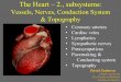 The Heart 2., subsystems - anat.lf1.cuni.czanat.lf1.cuni.cz/souhrny/alekls0402.pdf · The Heart –2., subsystems: Vessels, Nerves, Conduction System & Topography • Coronary arteries