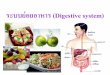 ระบบย่อยอาหาร (Digestive system) · ระบบย่อยอาหาร(Digestive system) การย่อยอาหาร ( Digestion) •การย่อยอาหาร